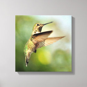 Impressão Em Tela Hummingbird