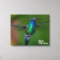 Hummingbird flutuante
