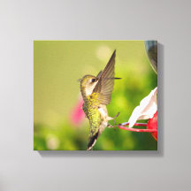 Hummingbird Trocado por Ruby
