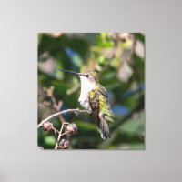 Hummingbird Trocado por Ruby