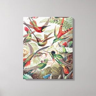 Impressão Em Tela Hummingbird, Trochilidae Kolibris, por Ernst Haeck