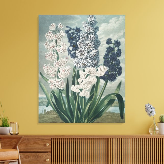 Impressão Em Tela Hyacinths (1807) - Exquisite Vintage Botânica (Insitu(Sala de estar))