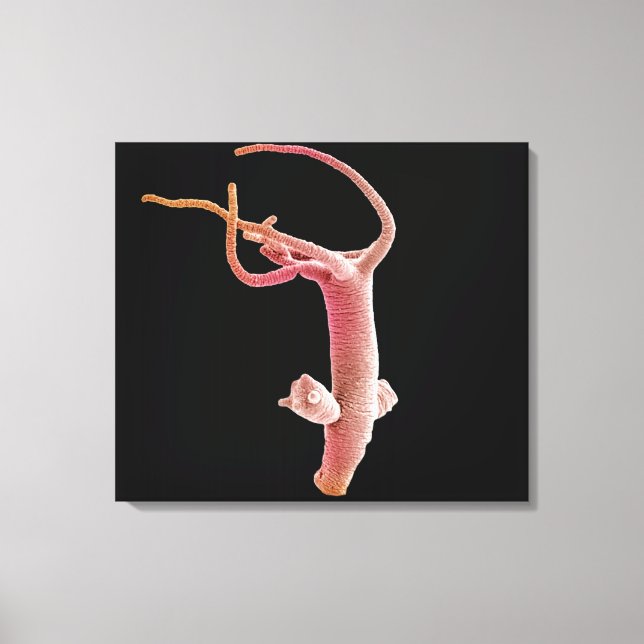 Impressão Em Tela Hydra Littoralis (Frente)