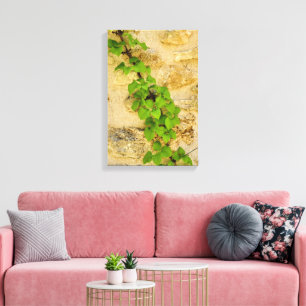 Impressão Em Tela Hydrangea petiolaris