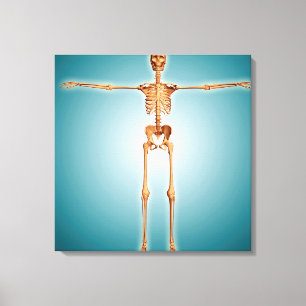 Impressão Em Tela Ideia dianteira do sistema esqueletal humano
