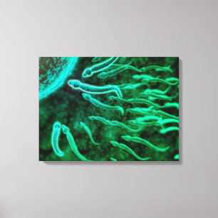 Impressão Em Tela Ideia microscópica da natação do esperma para o