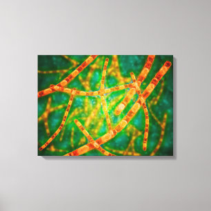 Impressão Em Tela Ideia microscópica do antraz 2