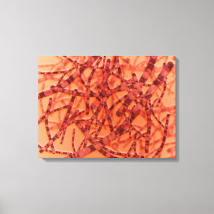 Impressão Em Tela Ideia microscópica do antraz 3