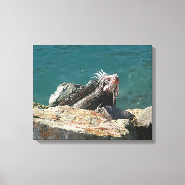 Impressão Em Tela Iguana em St. Thomas (Frente)