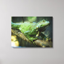 Iguana Verde