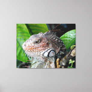 Impressão Em Tela Iguana Verde na Floresta Tropical