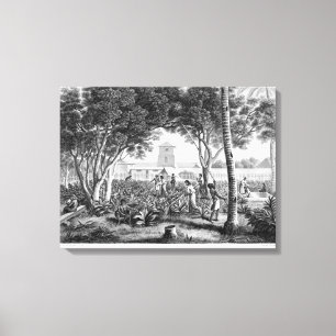 Impressão Em Tela Ilha de Guam: Nativos no trabalho no jardim de t