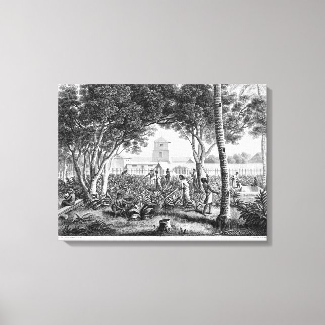 Impressão Em Tela Ilha de Guam: Nativos no Trabalho no Jardim do T (Frente)