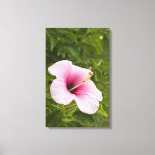 Impressão Em Tela Ilhas Cook, Atiu. Flor de hibisco.