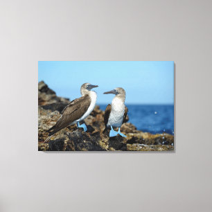 Impressão Em Tela Ilhas Galápagos, Ilha Isabela