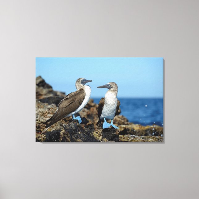 Impressão Em Tela Ilhas Galápagos, Ilha Isabela (Frente)