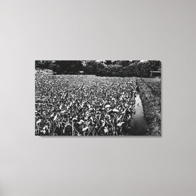 Impressão Em Tela Ilhas HavaianasFotografia de Taro FieldHawaii (Frente)