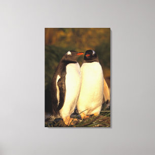 Impressão Em Tela Ilhas Malvinas. Gentoo Penguins. (Piroscelis)