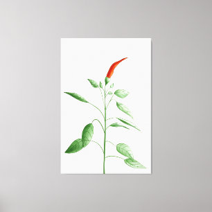 Impressão Em Tela Ilustração botânica da planta da pimenta da