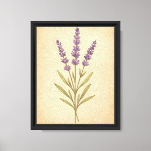 Impressão Em Tela Ilustração Botânica Vintage das Flores de Lavanda