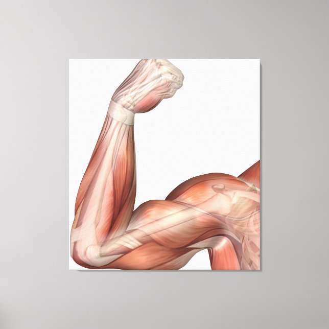 Impressão Em Tela Ilustração De Braço Flexo Mostrando Bicep Humano (Frente)