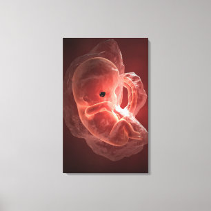 Impressão Em Tela Ilustração de um embrião tornando-se