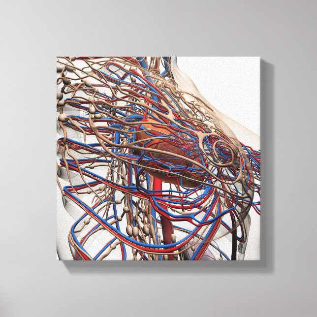 Impressão Em Tela Ilustração Médica Das Artérias Mamárias (Frente)