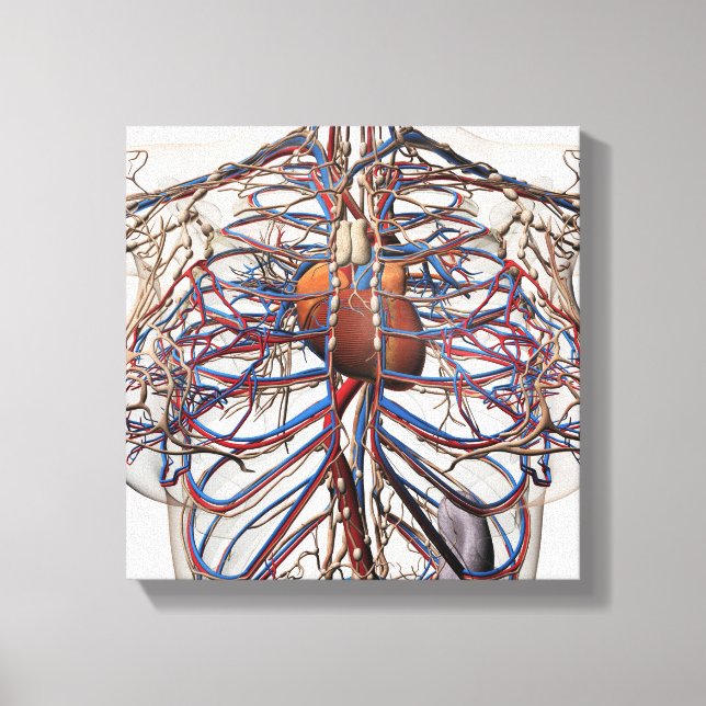 Impressão Em Tela Ilustração Médica Das Artérias Mamárias (Frente)