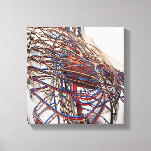 Impressão Em Tela Ilustração médica de artérias fêmeas do peito