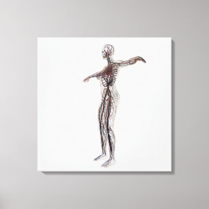 Impressão Em Tela Ilustração médica de artérias fêmeas, veias