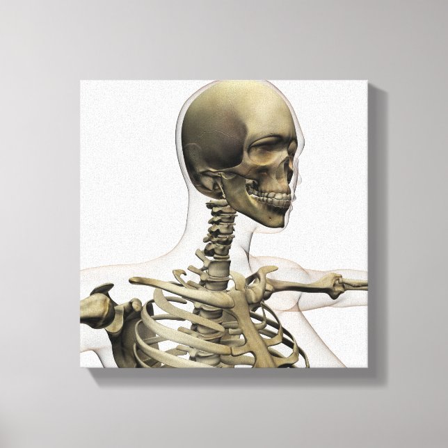 Impressão Em Tela Ilustração Médica Do Crânio De Uma Mulher E (Frente)