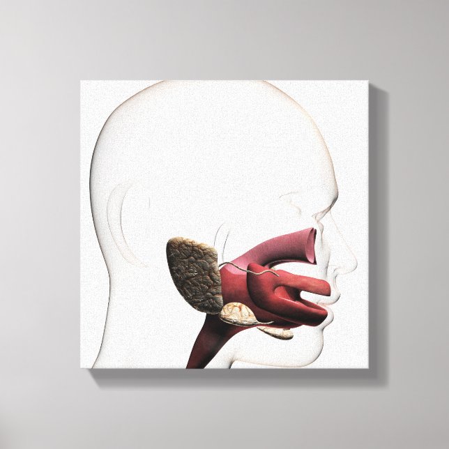 Impressão Em Tela Ilustração Médica Do Digestivo Humano (Frente)