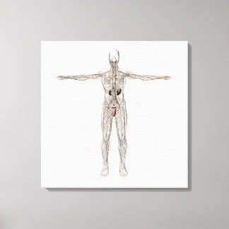 Impressão Em Tela Ilustração Médica Do Sistema Linfático Masculino