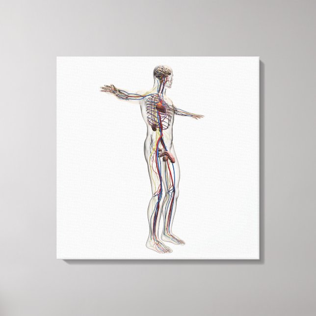 Impressão Em Tela Ilustração Médica: Sistema de Reprodução Masculino (Frente)