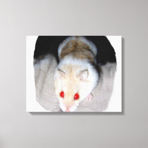 Impressão Em Tela Imagem branca e loura do hamster do albino