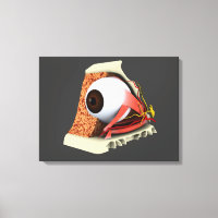 Imagem Conceitual Da Anatomia Ocular Humana 1