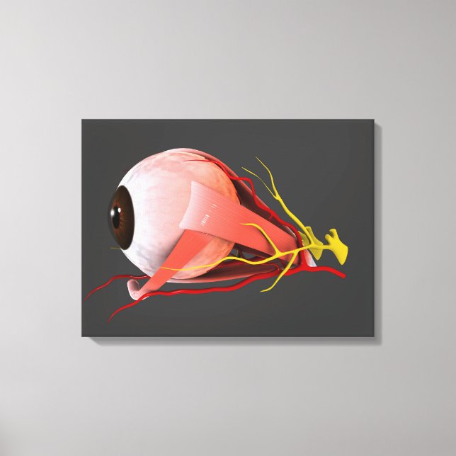 Impressão Em Tela Imagem Conceitual Da Anatomia Ocular Humana 2 (Frente)