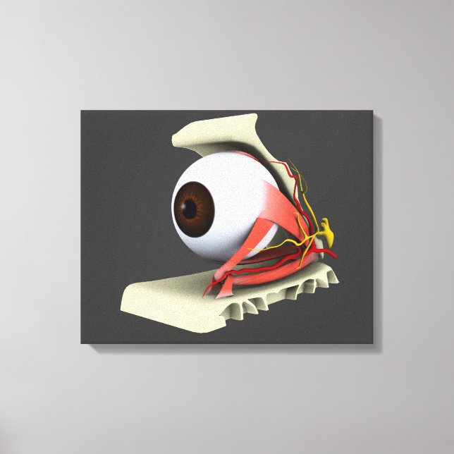 Impressão Em Tela Imagem Conceitual Da Anatomia Ocular Humana 6 (Frente)