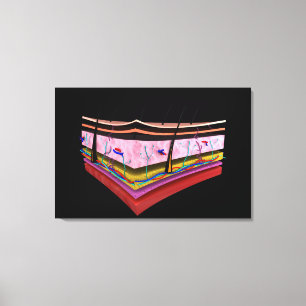 Impressão Em Tela Imagem Conceitual Das Camadas Da Pele Humana 1