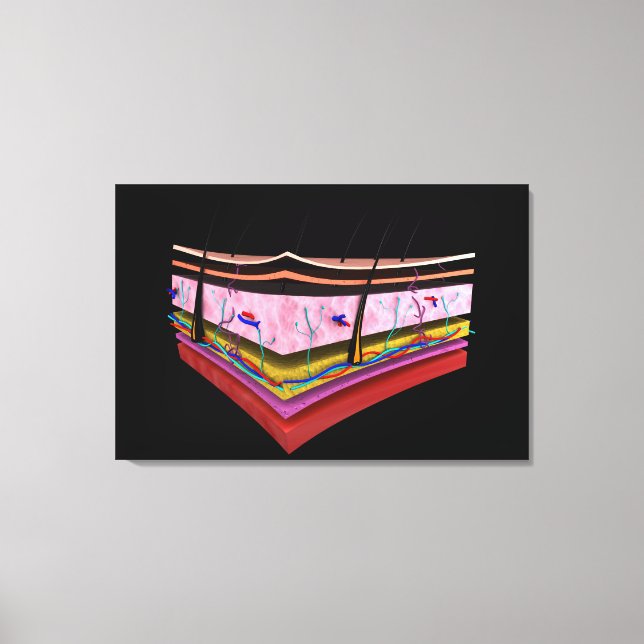 Impressão Em Tela Imagem Conceitual Das Camadas Da Pele Humana 1 (Frente)