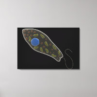 Imagem Conceitual Do Euglena 1