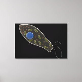 Impressão Em Tela Imagem Conceitual Do Euglena 1