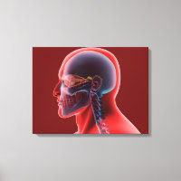 Imagem Conceitual Do Olho Humano E Do Crânio