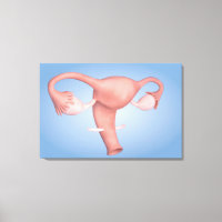 Imagem Conceitual Do Órgão Reprodutor Feminino 1