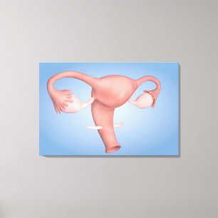 Impressão Em Tela Imagem conceptual do órgão reprodutivo fêmea 1