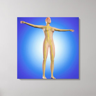 Impressão Em Tela Imagem conceptual do sistema nervoso fêmea