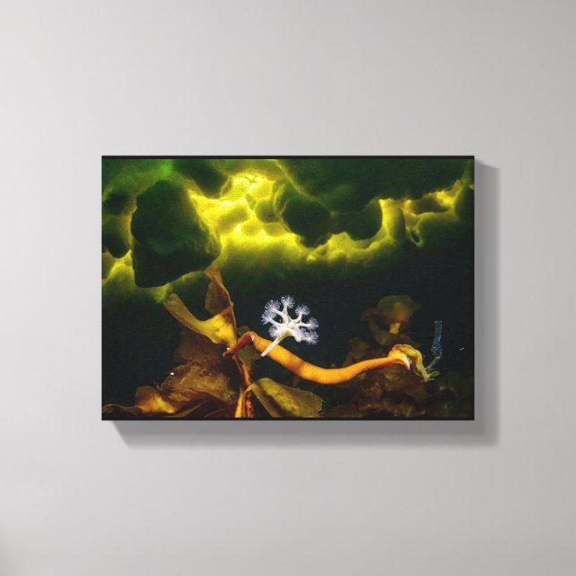 Impressão Em Tela Imagem da foto ART Stally Jelly Fish (Frente)
