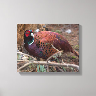 Impressão Em Tela Imagem da fotografia da natureza do faisão