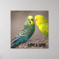 Imagem de pássaros Amor e Texto Amor Esticado Pers