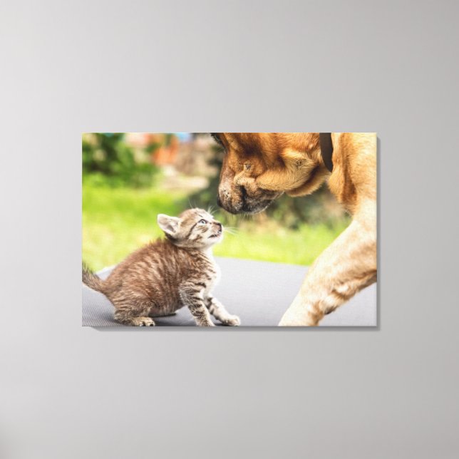 Impressão Em Tela Imagens Getty | Cachorros E Gatos Apaixonados (Frente)